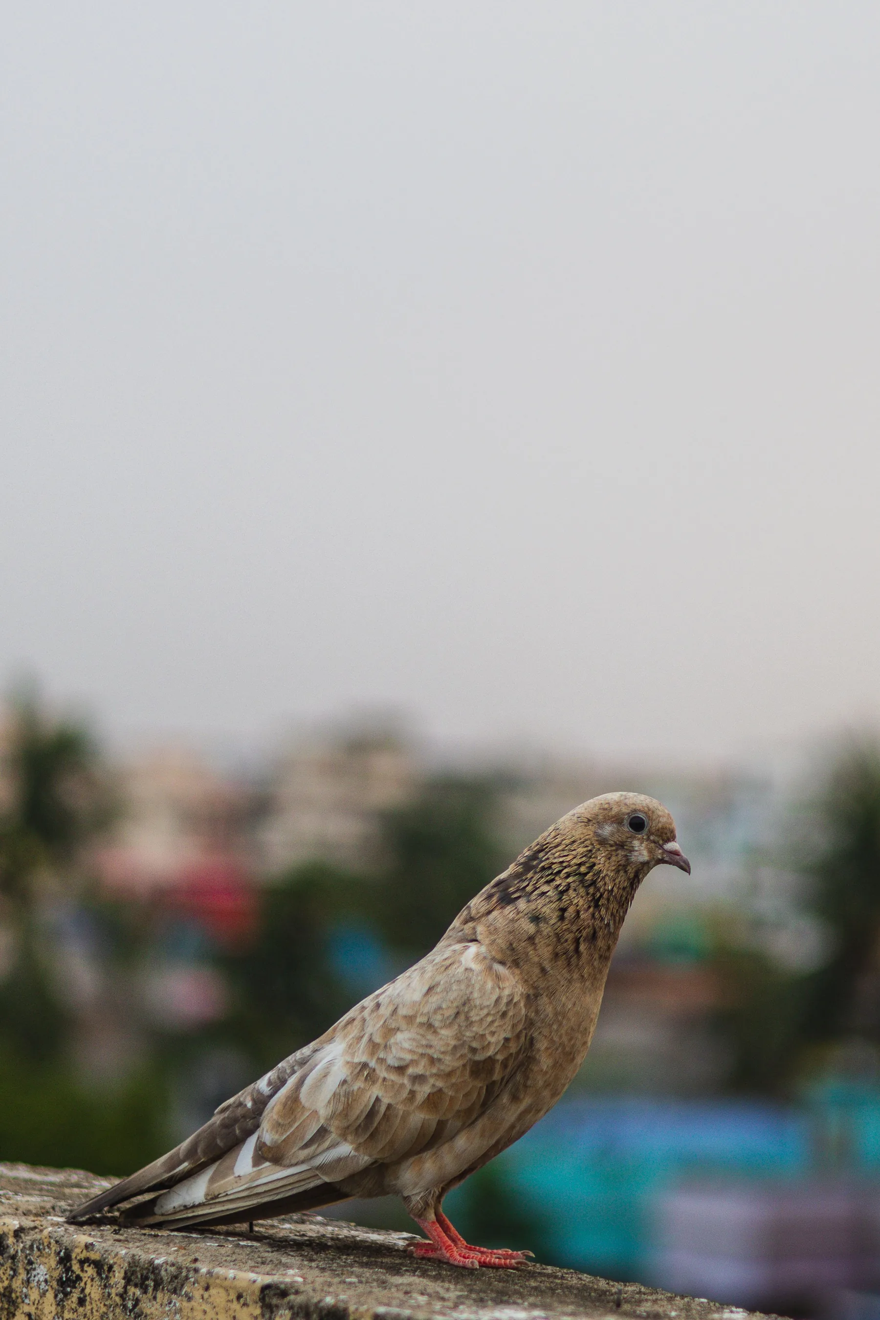 Pigeon on an urban balcony ledge
